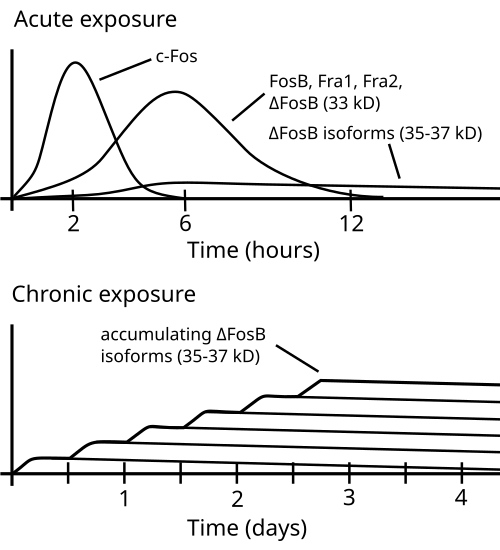 رسم بياني لتراكم ΔFosB