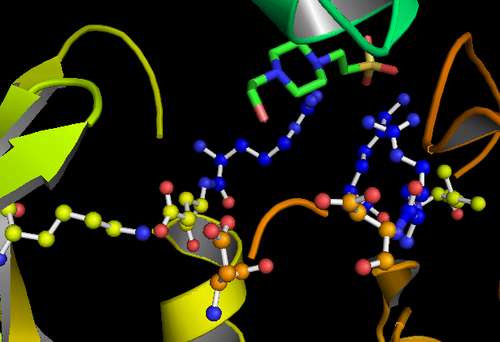 الموقع النشط لـ GSK-3