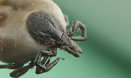 القراد (Ixodes ricinus)، وهو من العنكبيات للمقارنة