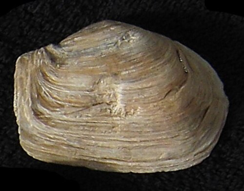 صدفة من نوع Mya truncata من شمال ويلز