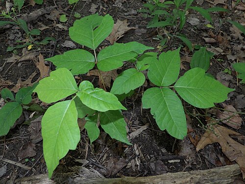 أوراق نبات T. radicans