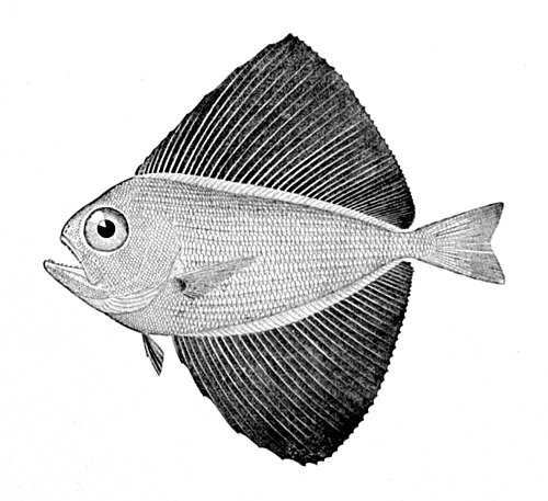 سمكة المروحة (Pteraclis carolinus)