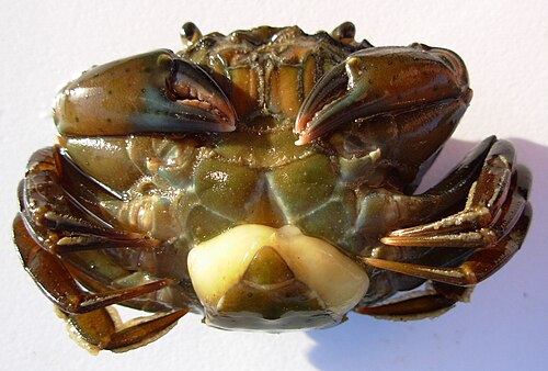 Sacculina Sacculina carcini (Rhizocephala) طفيلي على السلطعون.