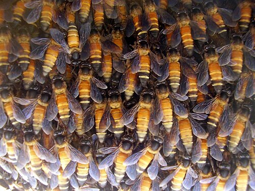 نحلة العسل العملاقة (A. dorsata)