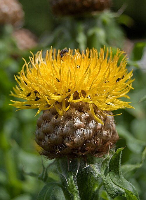 نبات القنطريون الكروي (C. macrocephala)