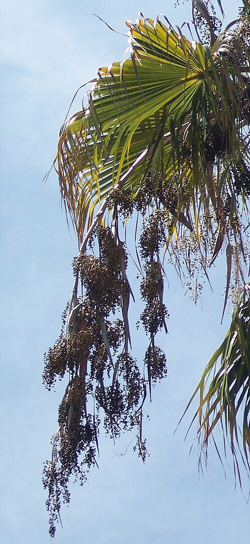 التفرع
