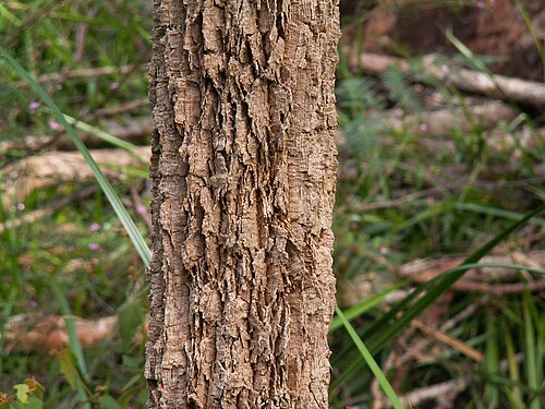 لحاء شجرة صغيرة من نوع A. decussata في منتزه والبول-نورنالوب الوطني
