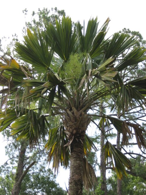 صورة مقرّبة لنبات S. palmetto 'Lisa' تُظهر خصائص أوراقه، والتي تختلف عن خصائص العينات البرية.