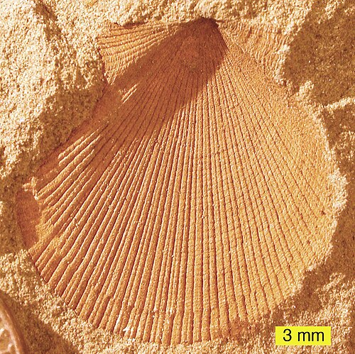 قالب خارجي لـ Aviculopecten subcardiformis من تكوين لوجان، العصر الكربوني السفلي، أوهايو