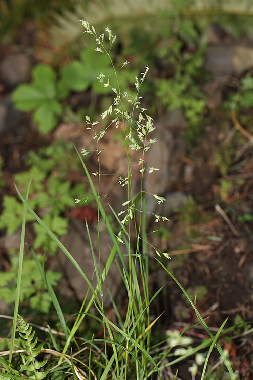 بروم ألاسكا B. rigidus