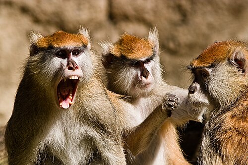 قرود الباتاس (Erythrocebus patas)