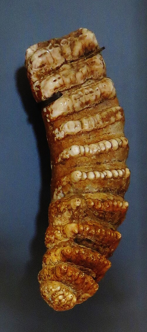 ضرس من نوع Stegodon orientalis