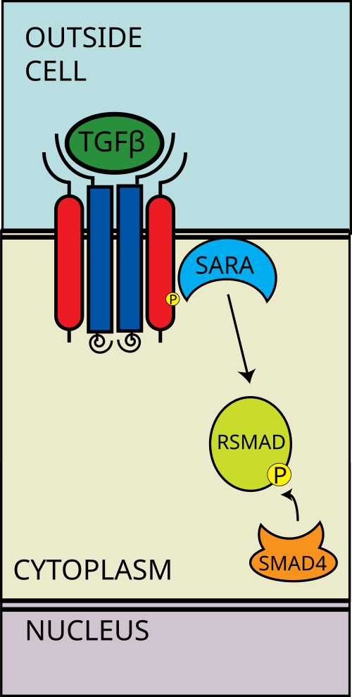 يرتبط R-SMAD بـ coSMAD