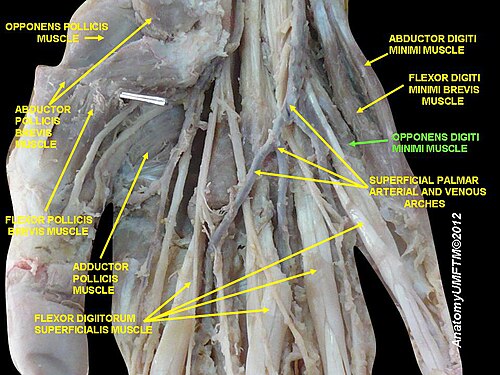 Oppones digiti minimi