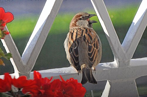 صورة طائر مغرد