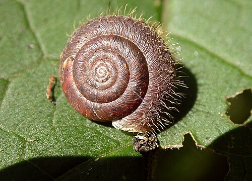 الحلزون المشعر (Trochulus)