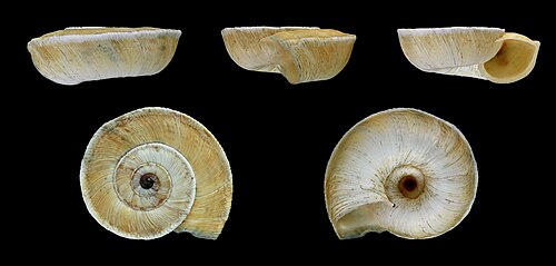 Xerosecta explanata