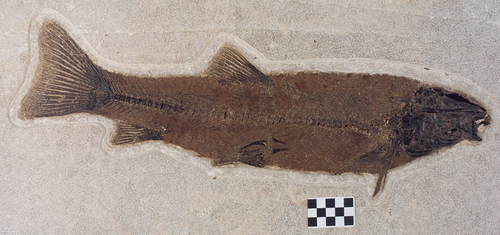Notogoneus osculus، سمكة قاعية يبلغ طولها 53 سنتيمترًا (21 بوصة) من بحيرة فوسيل.