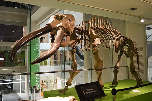 هيكل عظمي لـ Notiomastodon