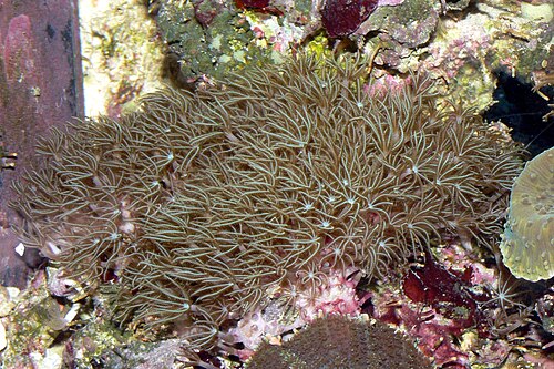 Briareum sp.، من عائلة Briareid