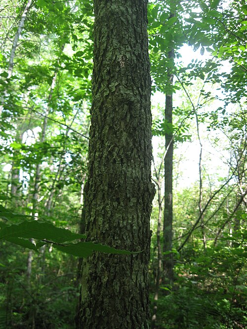 صورة لجذع شجرة الدردار الأسود. تقع الشجرة في بيئة نهرية رطبة موسمياً بالقرب من جدول صغير. لحاء الشجرة فليني وإسفنجي.