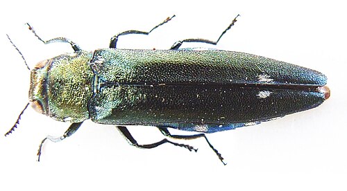 خنفساء روعة البلوط (Agrilus biguttatus، Agrilinae)