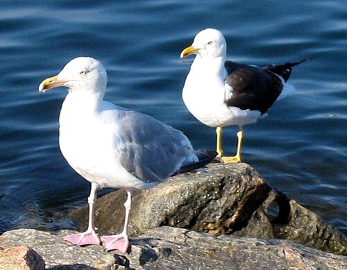 نورس الرنجة (Larus argentatus) (في المقدمة) ونورس أسود الظهر الصغير (Larus fuscus) (في الخلف) في النرويج: نمطان ظاهريان باختلافات واضحة