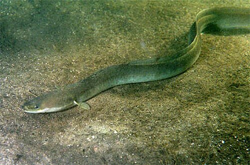 أنغيلا أنغيلا (Anguillidae)