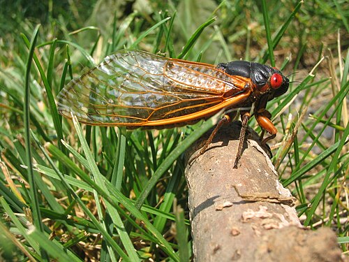 حشرة بالغة من نوع Brood X Magicicada septendecim في برينستون، نيو جيرسي (6 يونيو 2004)