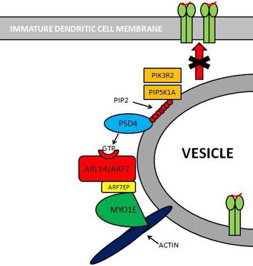 صورة توضح مسار PSD4–ARL14/ARF7–MYO1E.
