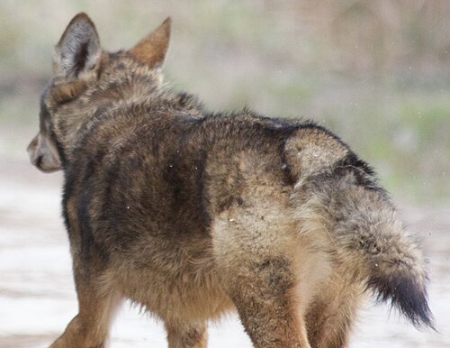 الذئب الأحمر (Canis rufus)