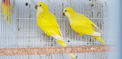 حيوانات أليفة ذات طفرة صفراء