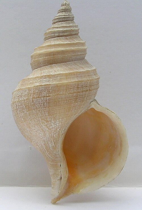 نبتونيا ديسبكتا (فتحة)