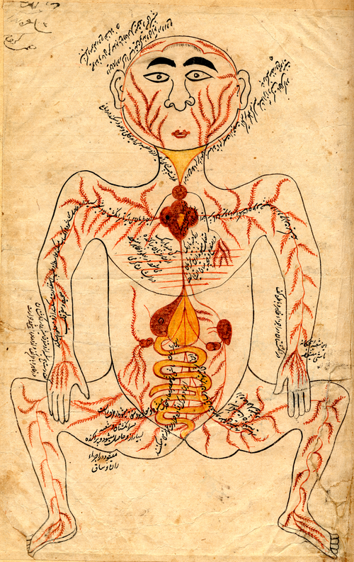 الأعضاء.