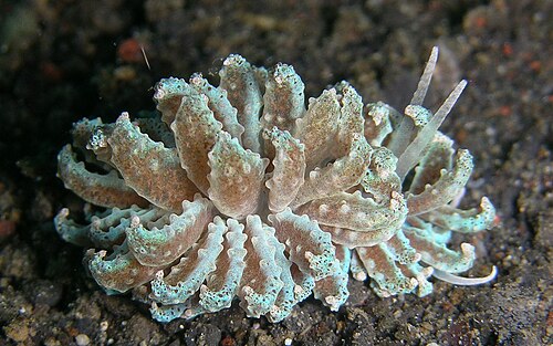 هذا النوع من الرخويات العارية (Phyllodesmium crypticum) يحاكي المرجان من نوع زينيد الذي يتغذى عليه
