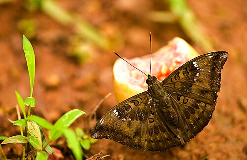 طائر البارون الشائع (Euthalia aconthea) يرتشف من ثمرة جوافة