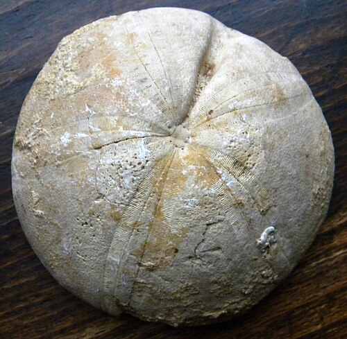 يُطلق اسم Clypeus ploti على صخور Clypeus Grit في غرب إنجلترا، وهي جزء من Oolite.