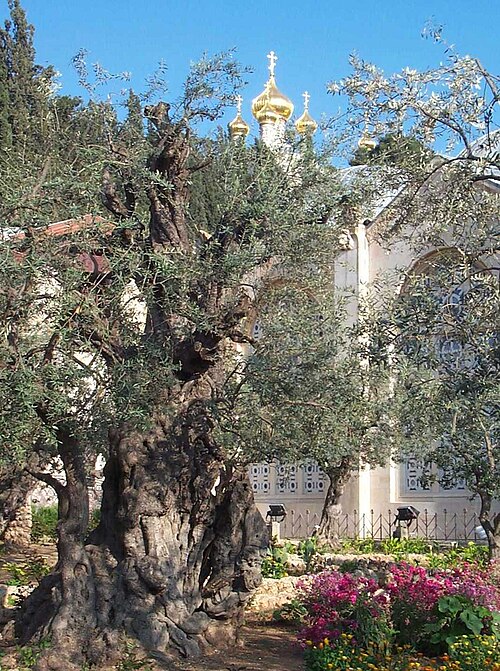 بستان جثسيماني في القدس عام ٢٠٠٦، وخلفه كنيسة مريم المجدلية الأرثوذكسية الروسية. وبحسب النصوص الإنجيلية، يُقال إن يسوع وتلاميذه صلّوا هنا ليلة صلبه.