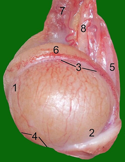 خصية القطة: 1: الأطراف الرأسية، 2: الأطراف المذنبية، 3: مارجو البربخ، 4: مارجو ليبر، 5: المسورقيوم، 6: البربخ، 7: الشريان الخصوي والوريد، 8: القناة المؤجلة