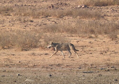 الذئب الهندي (Canis lupus Pallipes)