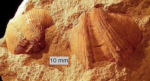 Syringothyris sp.؛ عضديات الأرجل من عائلة Spiriferidae من تكوين لوجان (الكربوني السفلي) في ووستر، أوهايو (قالب داخلي)