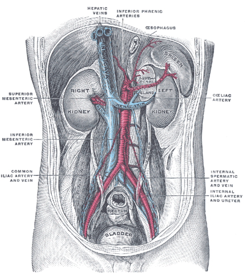 Posterior abdominal wall, after removal of the peritoneum, showing kidneys, suprarenal capsules, and great vessels.