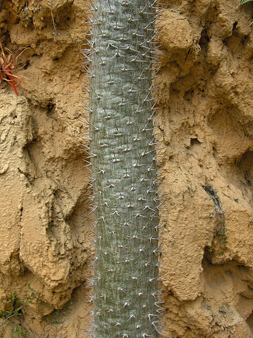 جذع نبات Pachypodium geayi