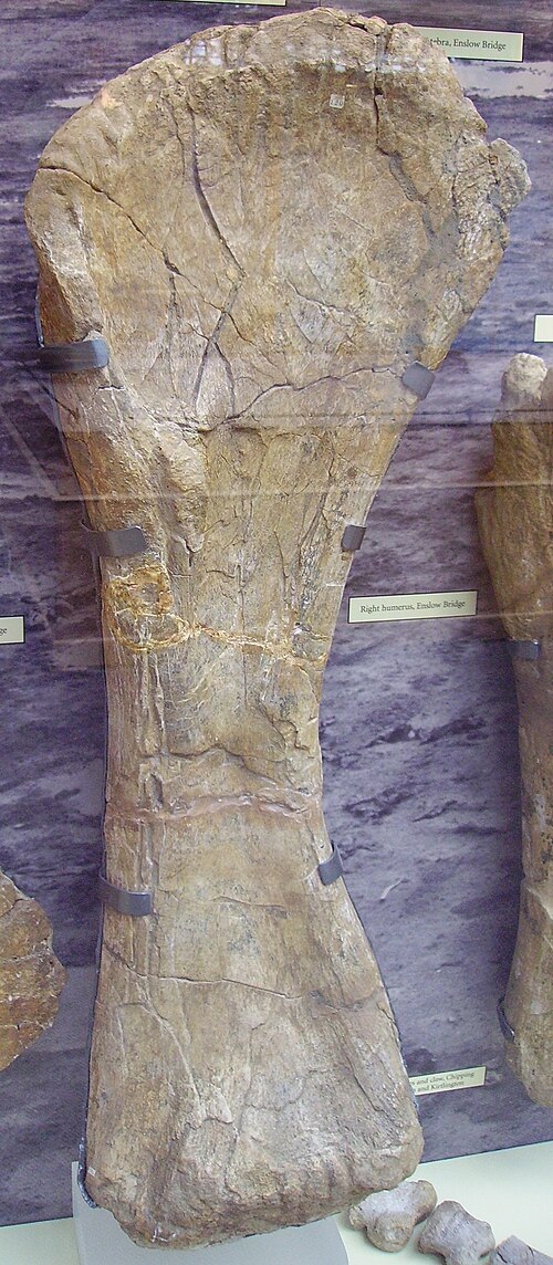 العضد الأيمن لـC. oxoniensis