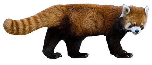 Red panda