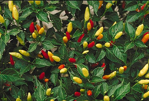 فلفل تاباسكو، وهو نوع من أنواع الفلفل الحار (Capsicum frutescens)، ثماره متجهة للأعلى.