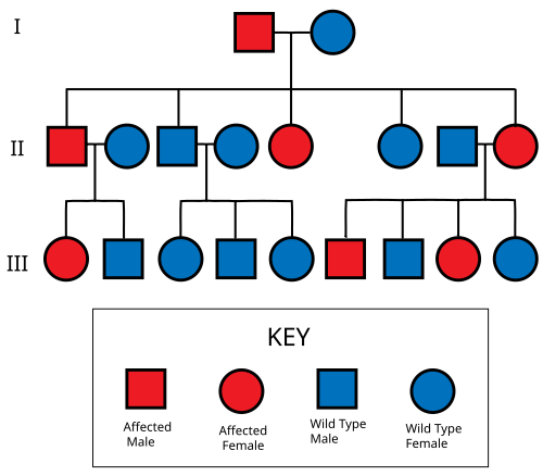 Pedigree chart