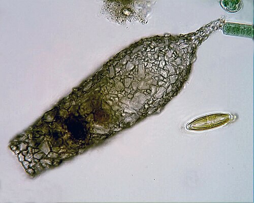 غلاف الأميبا المغلفة Cylindrifflugia acuminata