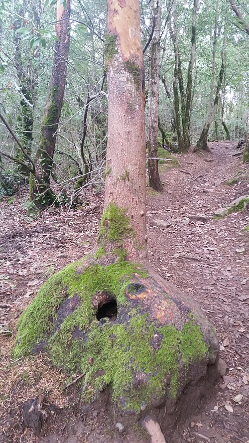 يوفر نبات Arbutus menziesii lignotuber بالقرب من مستوى سطح الأرض تخزينًا مقاومًا للحريق للطاقة وبراعمًا متفتحة في حالة تسبب أضرار الحريق في استبدال الجذع أو الأغصان.