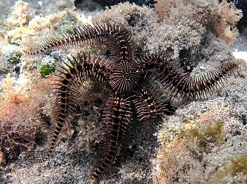 Breviturma بيكا، وهو Ophiocomidae